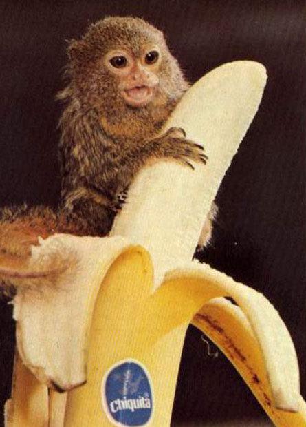 monkey monkey